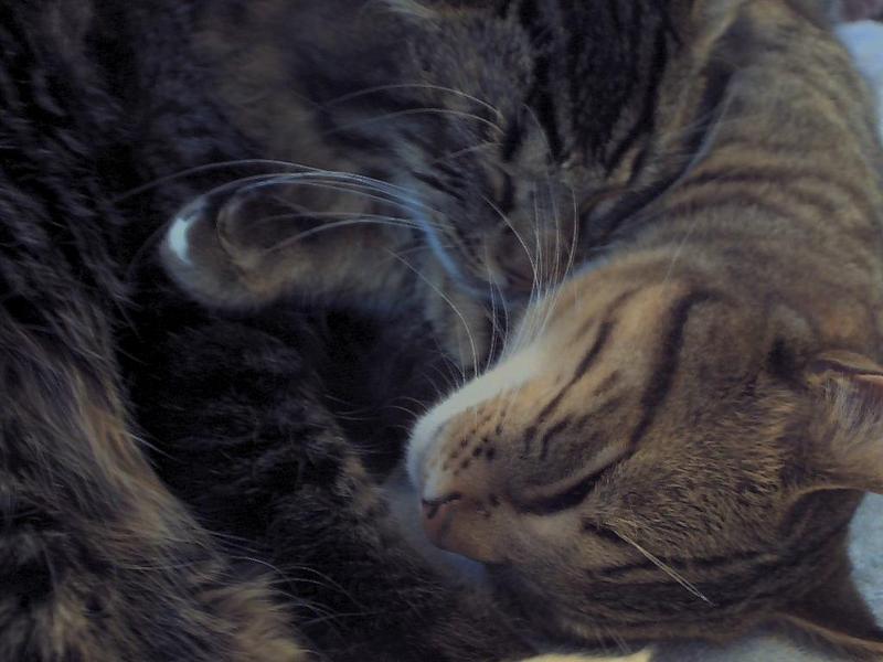 ziggy, sylvester; DISPLAY FULL IMAGE.