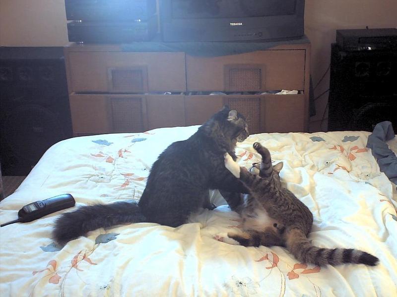 ziggy, sylvester; DISPLAY FULL IMAGE.