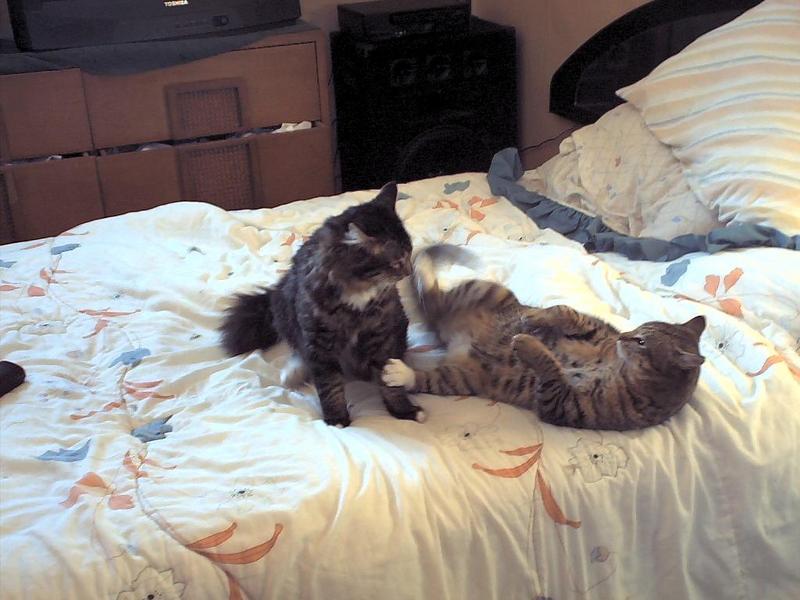 ziggy, sylvester; DISPLAY FULL IMAGE.