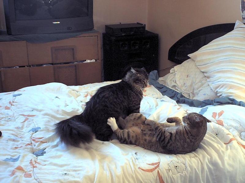 ziggy, sylvester; DISPLAY FULL IMAGE.