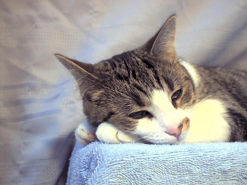 my cat june; DISPLAY FULL IMAGE.