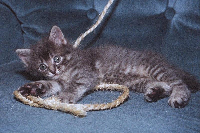 Kittnes: Gonna learn to lasso them mice!; DISPLAY FULL IMAGE.