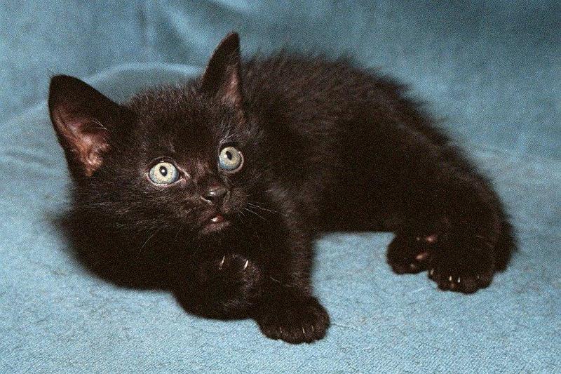 Kittens: Houdini; DISPLAY FULL IMAGE.