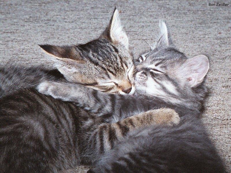 Kittens: Little buddies; DISPLAY FULL IMAGE.