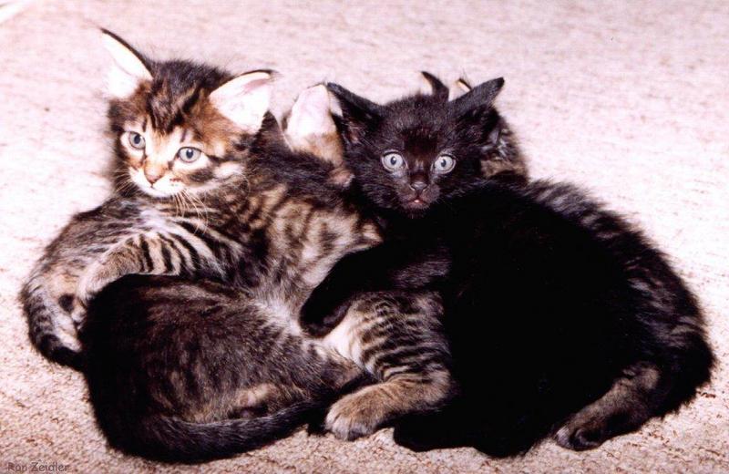 Kittens; DISPLAY FULL IMAGE.