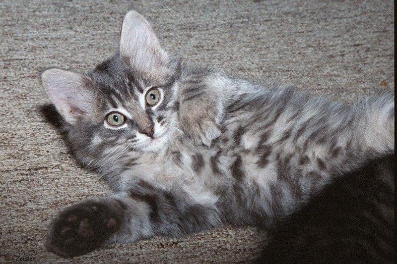 Kittens: Wants to play; DISPLAY FULL IMAGE.