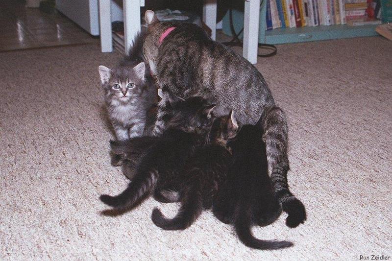 Kittens8-House Cats - by Ron Zeidler; DISPLAY FULL IMAGE.