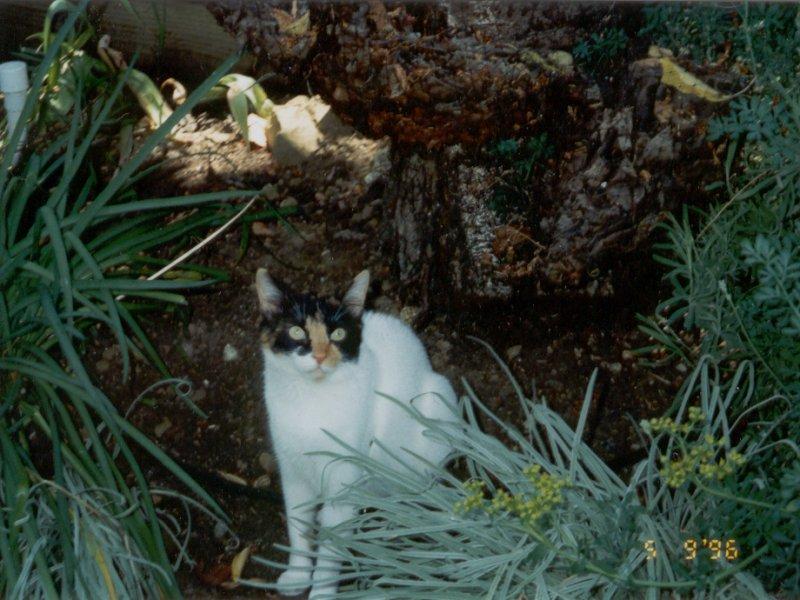 Cat -- Ko-Koi; DISPLAY FULL IMAGE.