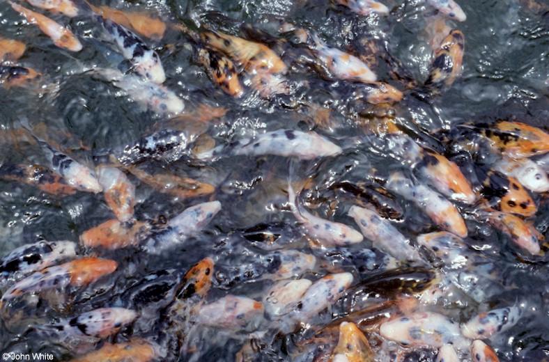 Koi in a feeding frenzy; DISPLAY FULL IMAGE.