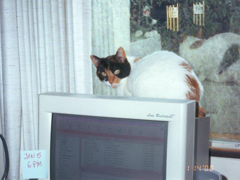 Nother kitty -- Ko-Koi; DISPLAY FULL IMAGE.