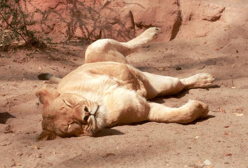 Another one of my favorite subject - Sleeping kitty at Hannover Zoo; DISPLAY FULL IMAGE.