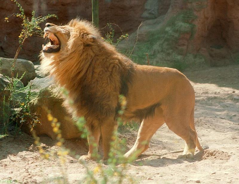 Rescan/repost - Hannover Zoo - another sweet and friendly lion face; DISPLAY FULL IMAGE.