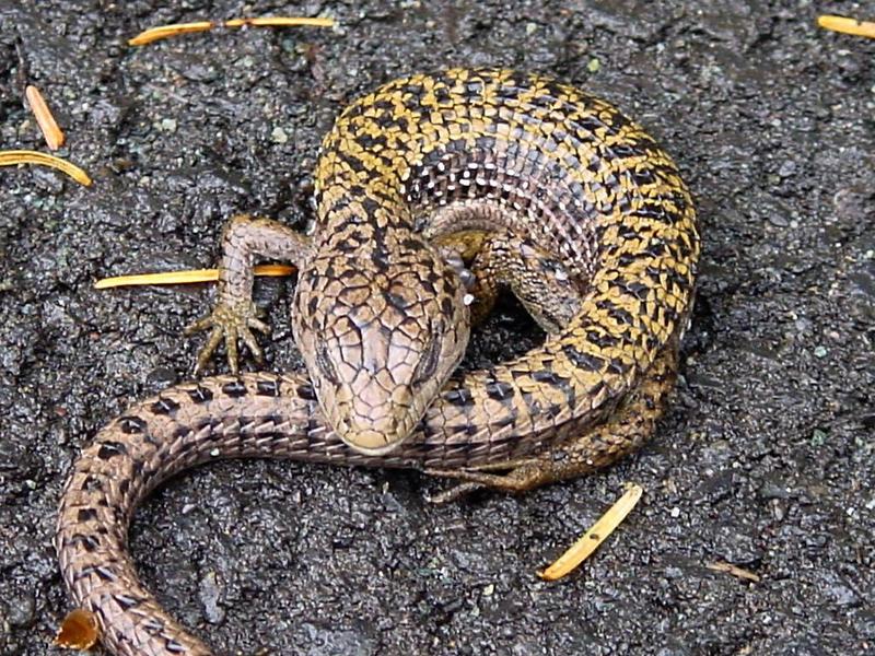 Lizard; DISPLAY FULL IMAGE.