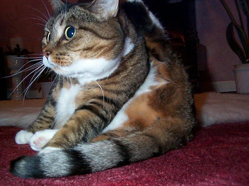 Lucy The Cat Digi-Pix (Kodak DC 200 Plus) - lucy02.jpg(1/1) 133841 bytes; DISPLAY FULL IMAGE.