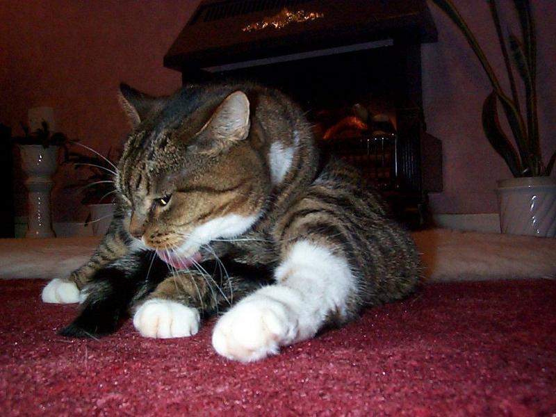 Lucy The Cat Digi-Pix (Kodak DC 200 Plus) - lucy04.jpg(1/1) 124449 bytes; DISPLAY FULL IMAGE.