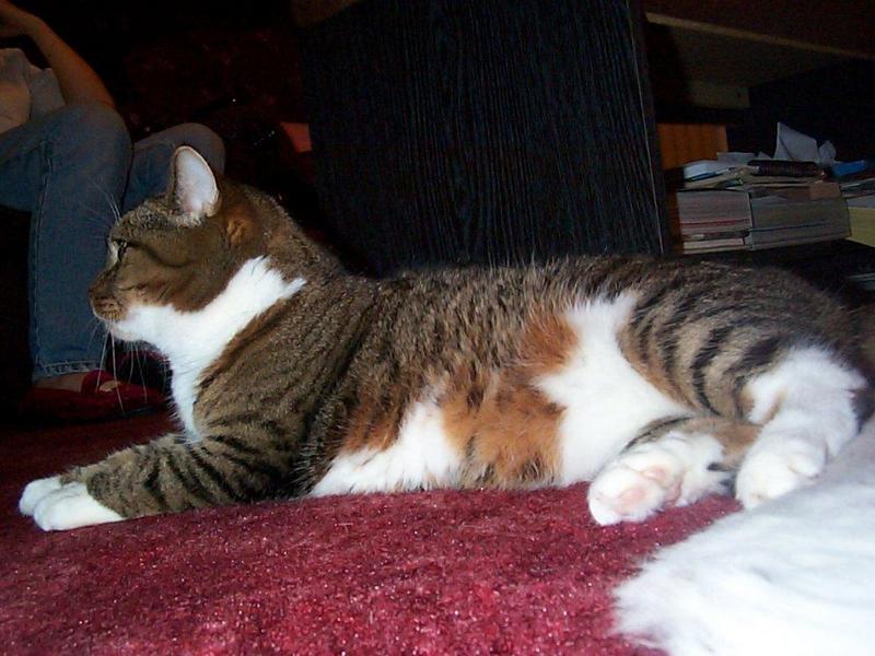 Lucy The Cat Digi-Pix (Kodak DC 200 Plus) - lucy05.jpg(1/1) 131869 bytes; DISPLAY FULL IMAGE.