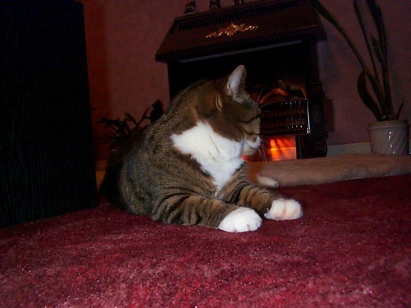 Lucy The Cat Digi-Pix (Kodak DC 200 Plus) - lucy06.jpg(1/1) 110170 bytes; DISPLAY FULL IMAGE.