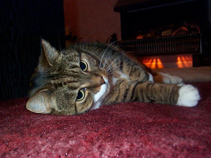 Lucy The Cat Digi-Pix (Kodak DC 200 Plus) - lucy07.jpg(1/1) 120735 bytes; DISPLAY FULL IMAGE.