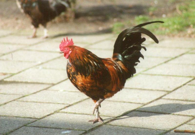 Amstelpark cocks and chickens - cock9.jpg; DISPLAY FULL IMAGE.