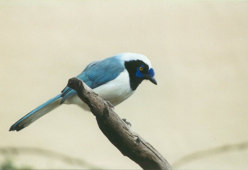 Birds from El Paso Birdpark - unknown_bird1.jpg - What is this?; DISPLAY FULL IMAGE.