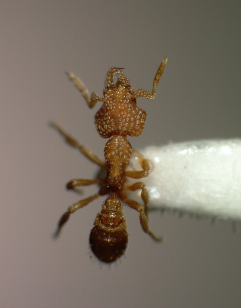 Re: Greetings and salutations to all - ants_35xd_mid.jpg; DISPLAY FULL IMAGE.