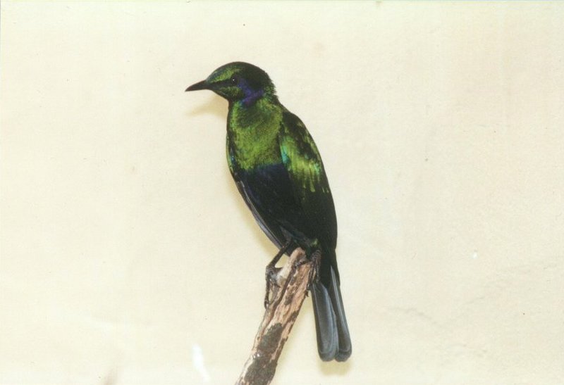Birds from El Paso Birdpark - glossy_starling3.jpg; DISPLAY FULL IMAGE.