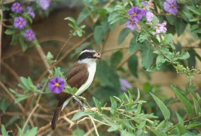 Birds from El Paso Birdpark - flycatcher1.jpg; DISPLAY FULL IMAGE.