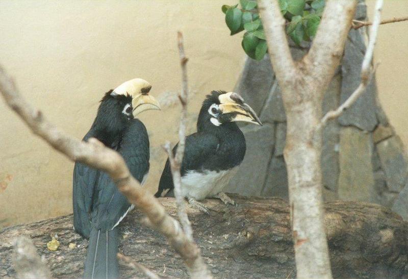 Birds from El Paso Birdpark - hornbills2.jpg; DISPLAY FULL IMAGE.