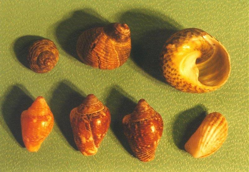 Animals from La Palma - Shells3.jpg; DISPLAY FULL IMAGE.