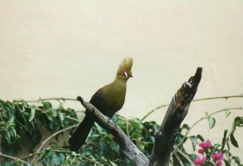 Birds from El Paso Birdpark - turaco1.jpg; DISPLAY FULL IMAGE.