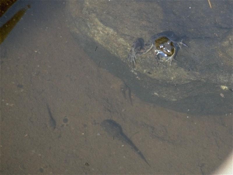 Some amphibians - Unidentified Frog with tadpoles 1; DISPLAY FULL IMAGE.