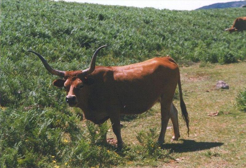 Re: looking for pics of cows - koe1.jpg; DISPLAY FULL IMAGE.