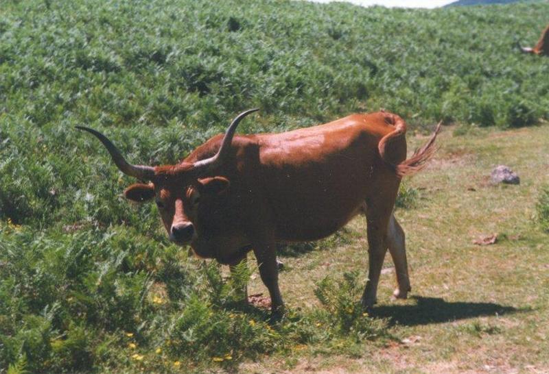 Re: looking for pics of cows - koe2.jpg; DISPLAY FULL IMAGE.