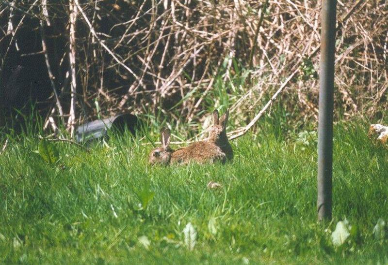 Re: Rabbits wanted - konijntjes.jpg; DISPLAY FULL IMAGE.