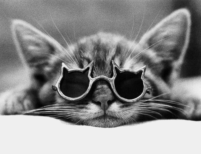 Cats - by David McEnery 5; DISPLAY FULL IMAGE.