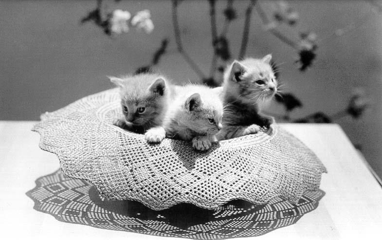 Cats - by David McEnery 13; DISPLAY FULL IMAGE.
