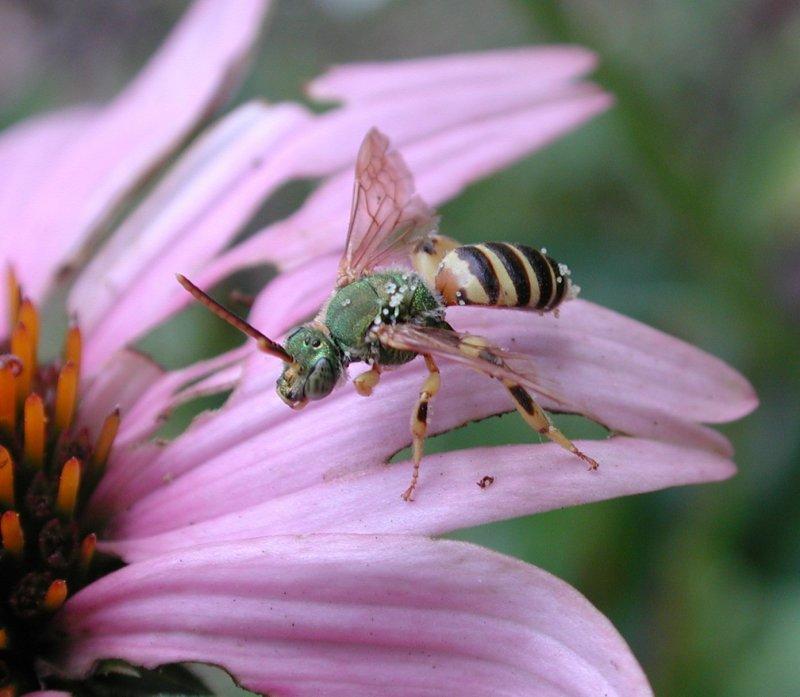 Metalline Bee; DISPLAY FULL IMAGE.