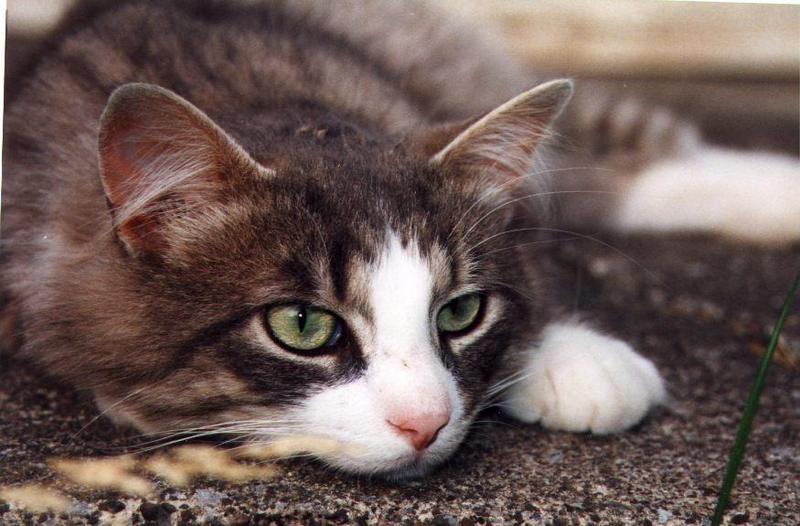 More Murphy (Cat); DISPLAY FULL IMAGE.