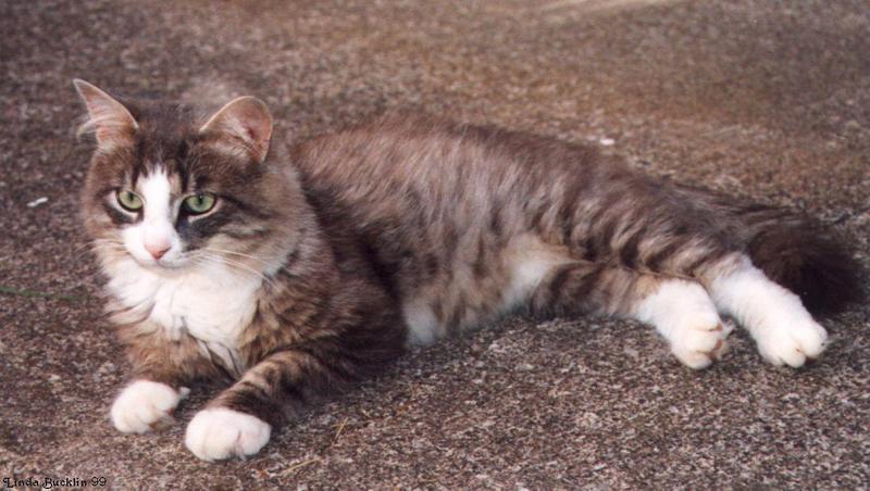 The gray stray (cat) is here to stay!; DISPLAY FULL IMAGE.