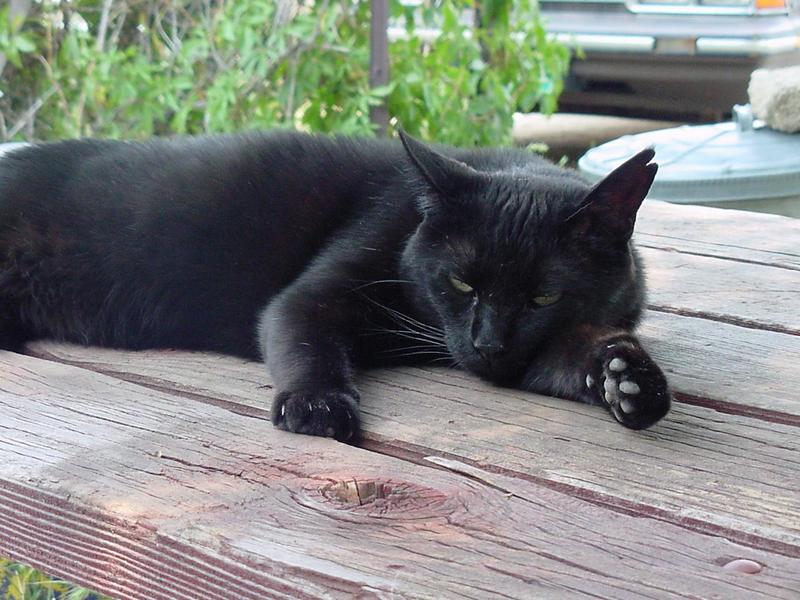 (My Cats] - Mvc-010f.jpg (1/1); DISPLAY FULL IMAGE.