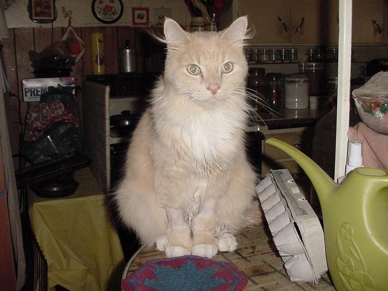 (My Cats] - Mvc-024f.jpg (1/1); DISPLAY FULL IMAGE.