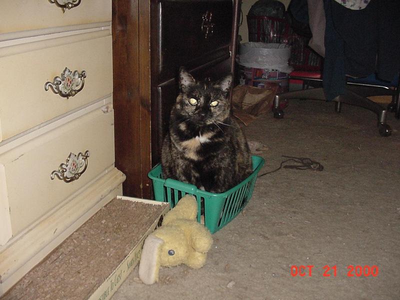 (My Cats] - Mvc-315f.jpg (1/1); DISPLAY FULL IMAGE.