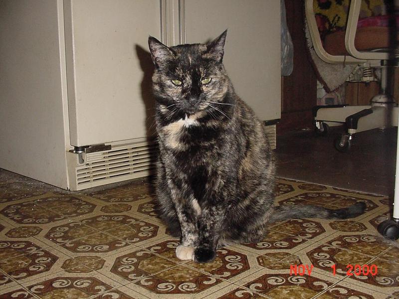 (My Cats] - Mvc-327f.jpg (1/1); DISPLAY FULL IMAGE.