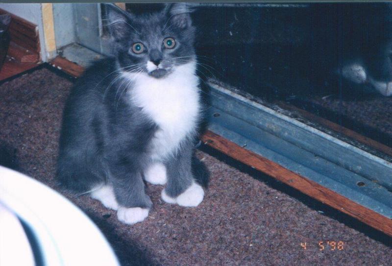 Re: Exotic Snow Kitten; DISPLAY FULL IMAGE.