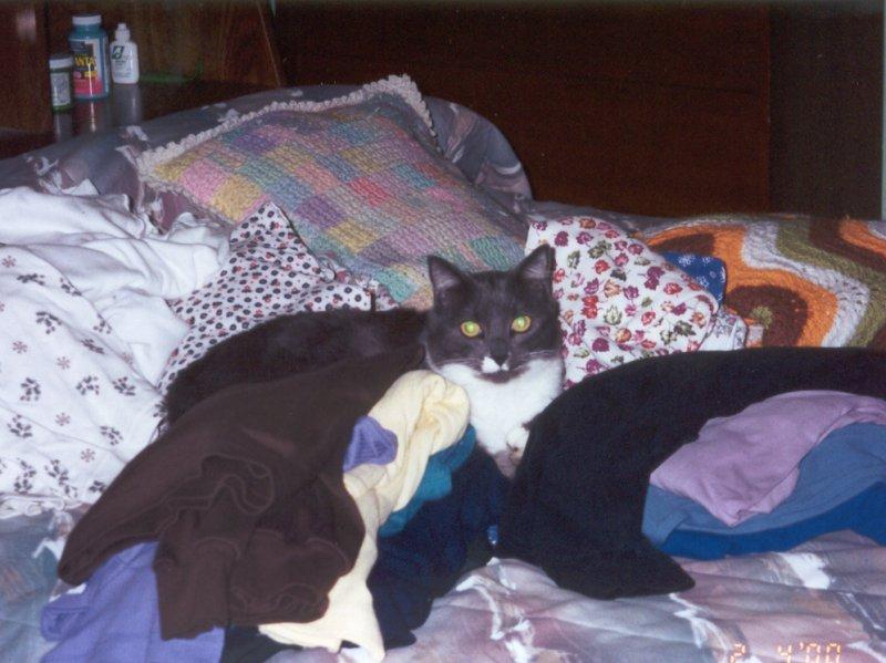 Nicky the kitty :-); DISPLAY FULL IMAGE.