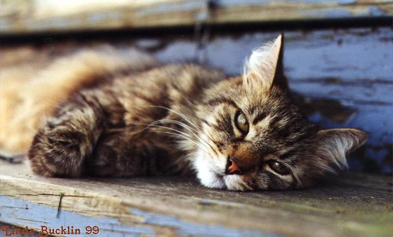 Ollie - Cat; DISPLAY FULL IMAGE.