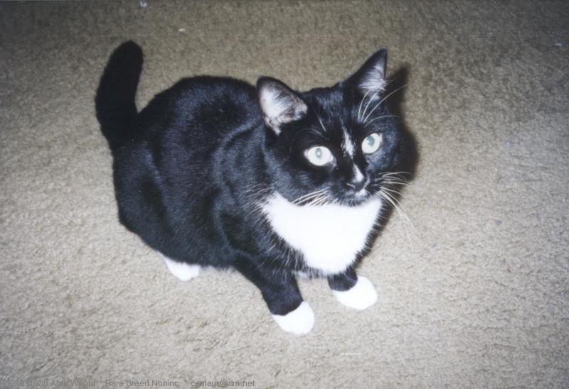 Onyx Sitting Pretty:  OnyxSP1.jpg; DISPLAY FULL IMAGE.
