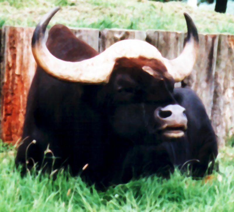 Ox?; DISPLAY FULL IMAGE.