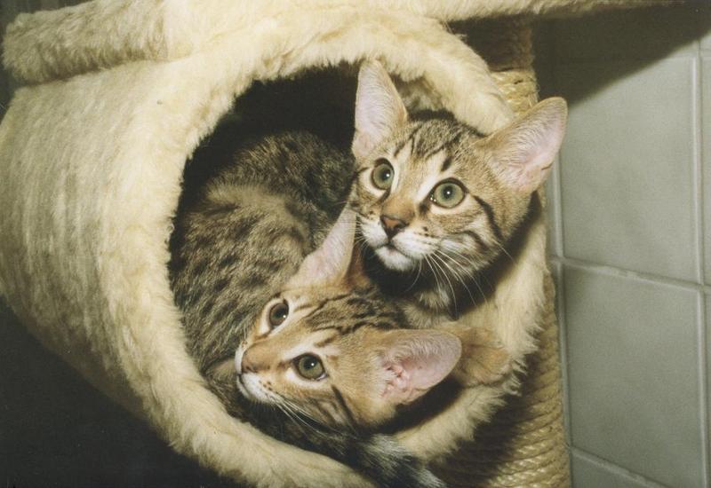 Re: NOT Tired of cats! :*{=>; DISPLAY FULL IMAGE.