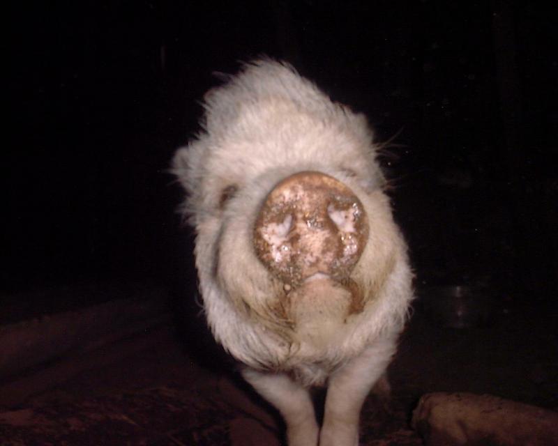(Description) File 21 of 40 - Porky - 002.jpg (1/1); DISPLAY FULL IMAGE.